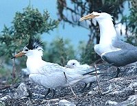 黑林頭嶼頭燕鷗照片